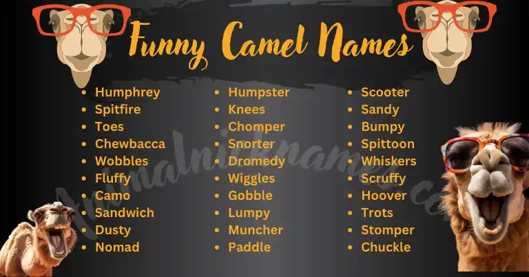 Funny Camel Names