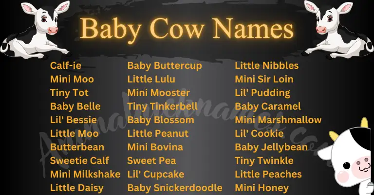 Baby Cow Names