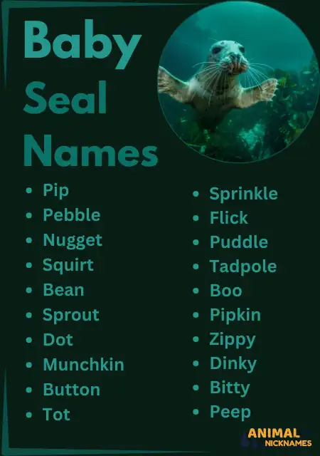 Baby Seal Names