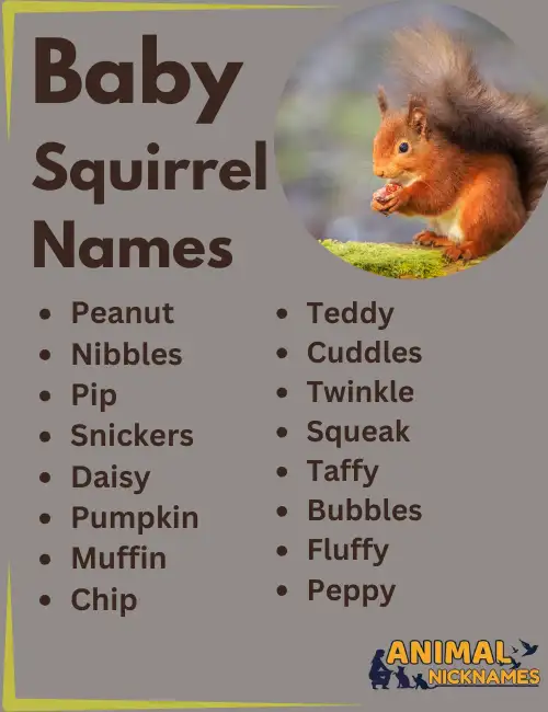 450+ Funny, Cool, and Creative Squirrel Names [Best Ideas]