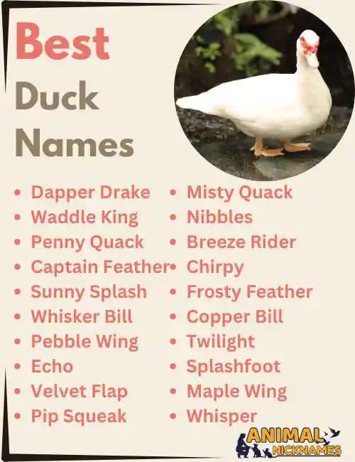 Best Duck Names