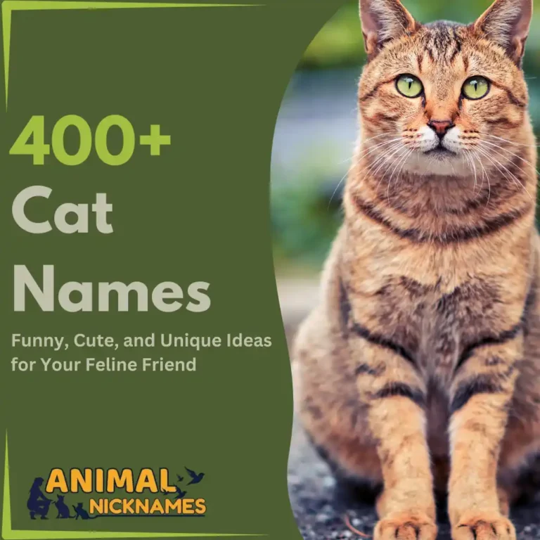 Cat Names