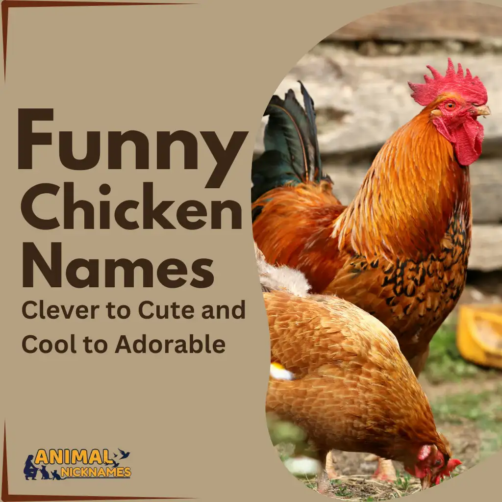 Funny Chicken Names: Clever to Cute and Cool to Adorable