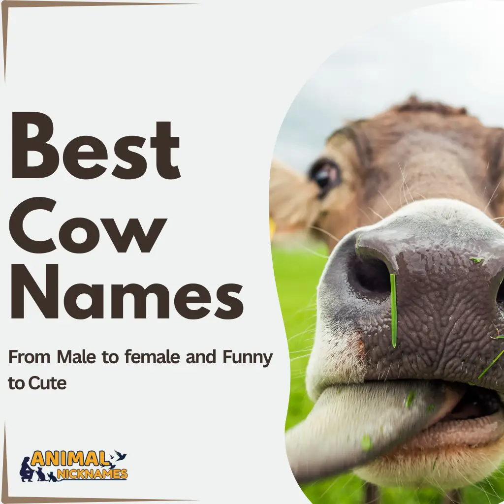 Cow Names_5_11zon