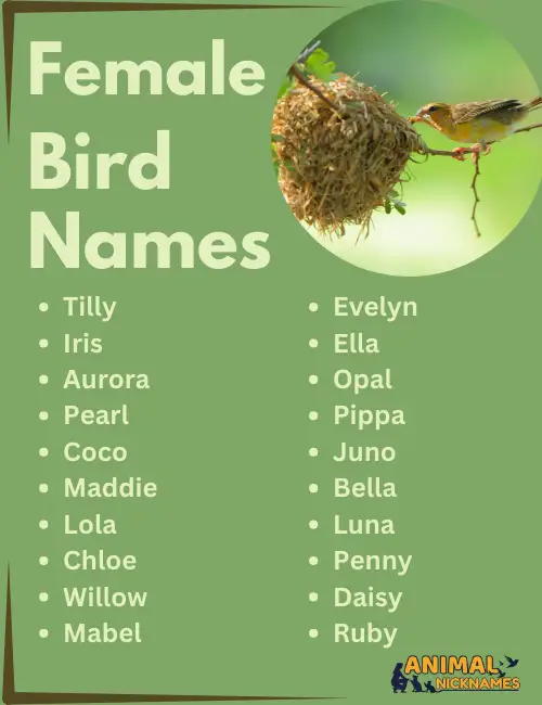 Female Bird Names