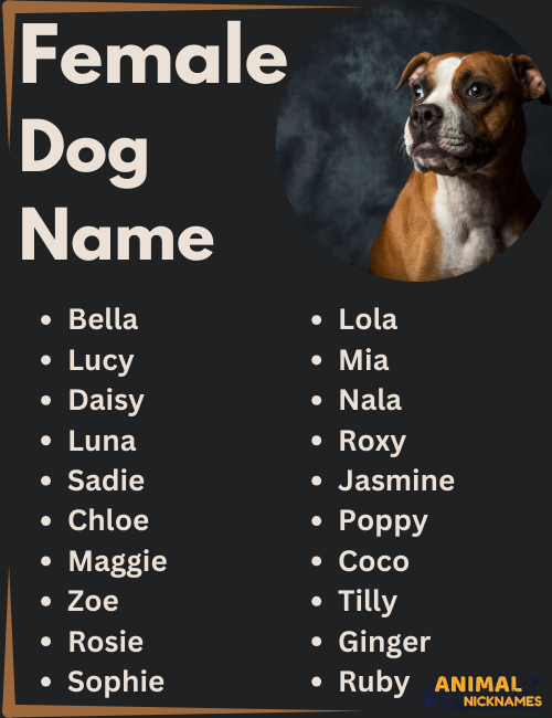 Female Dog Names