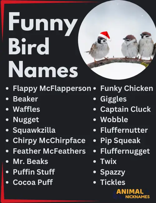 Funny Bird Names