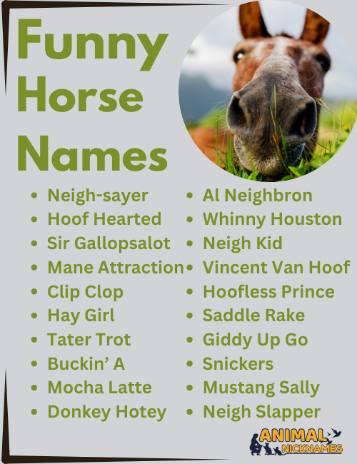 Funny Horse Name