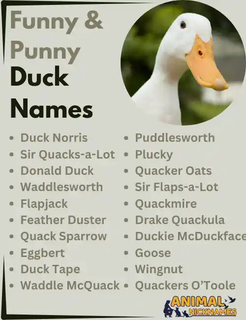 Funny & Punny Duck Names