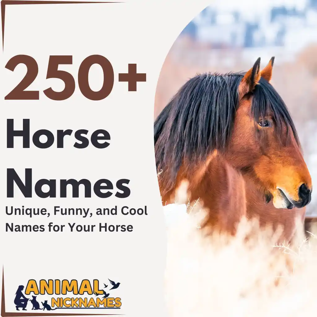 Horse Names