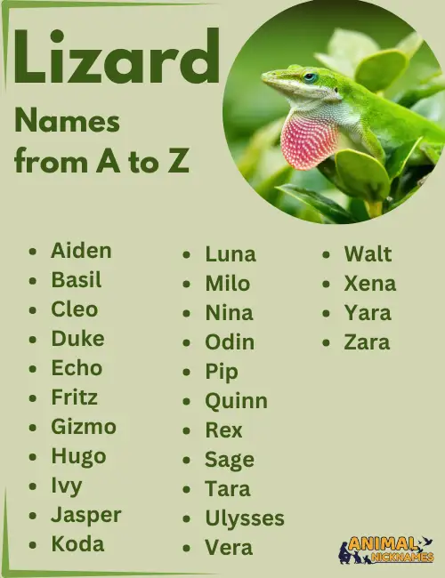 Lizard names from a to z