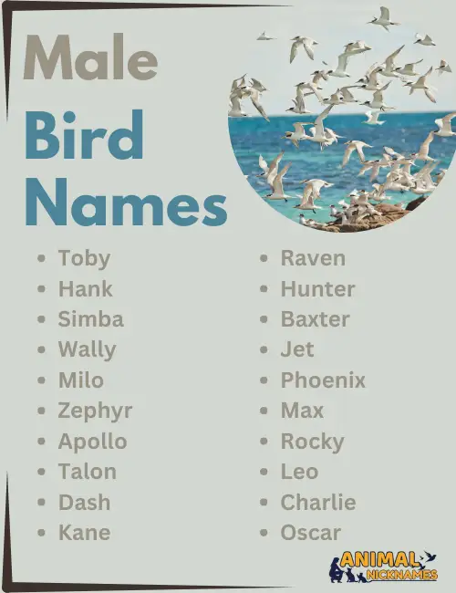 Male Bird Names