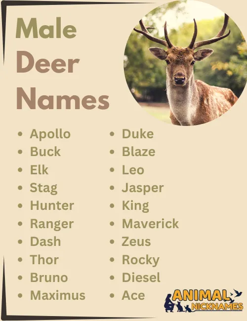 Male Deer Names