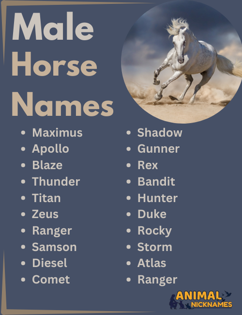 Male Horse Name