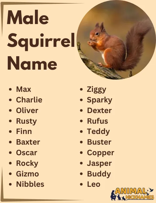 Male Squirrel Names