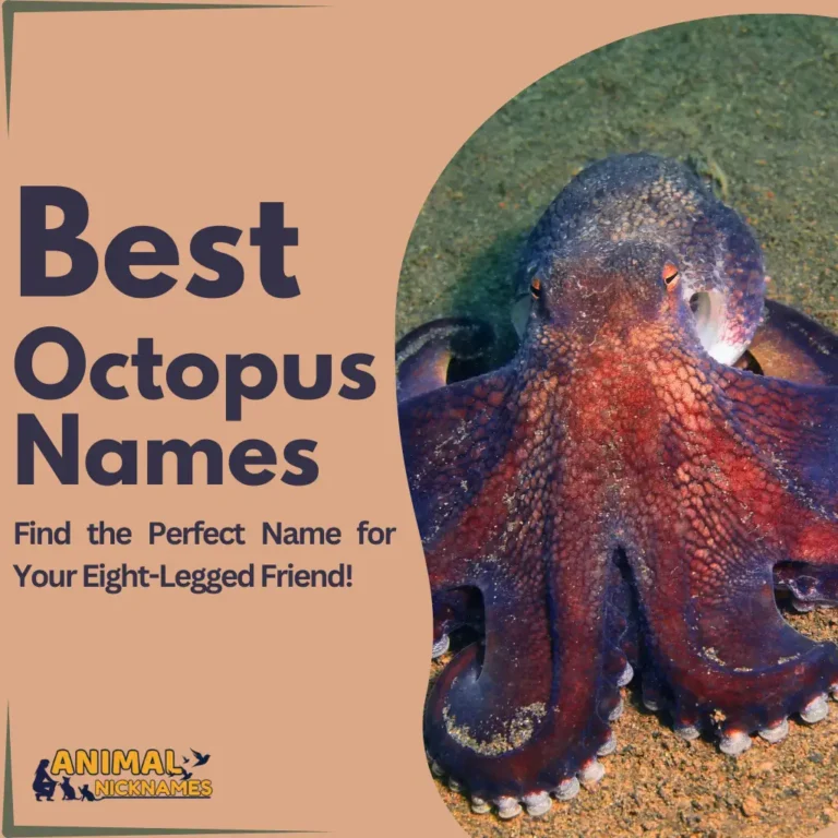 Octopus Names_7_11zon