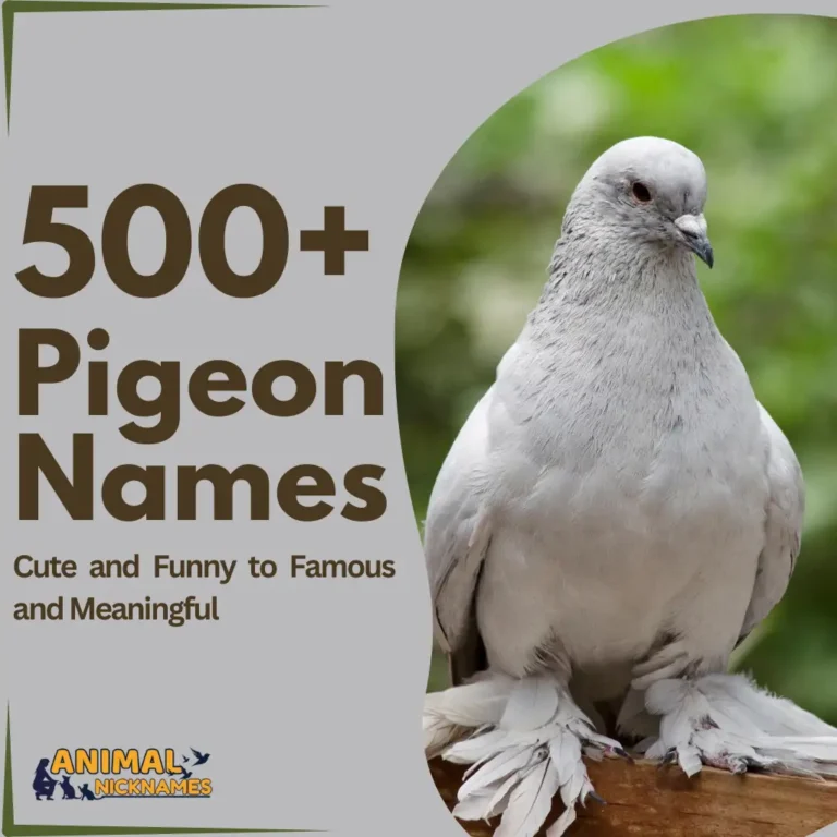 Pigeon Names_10_11zon