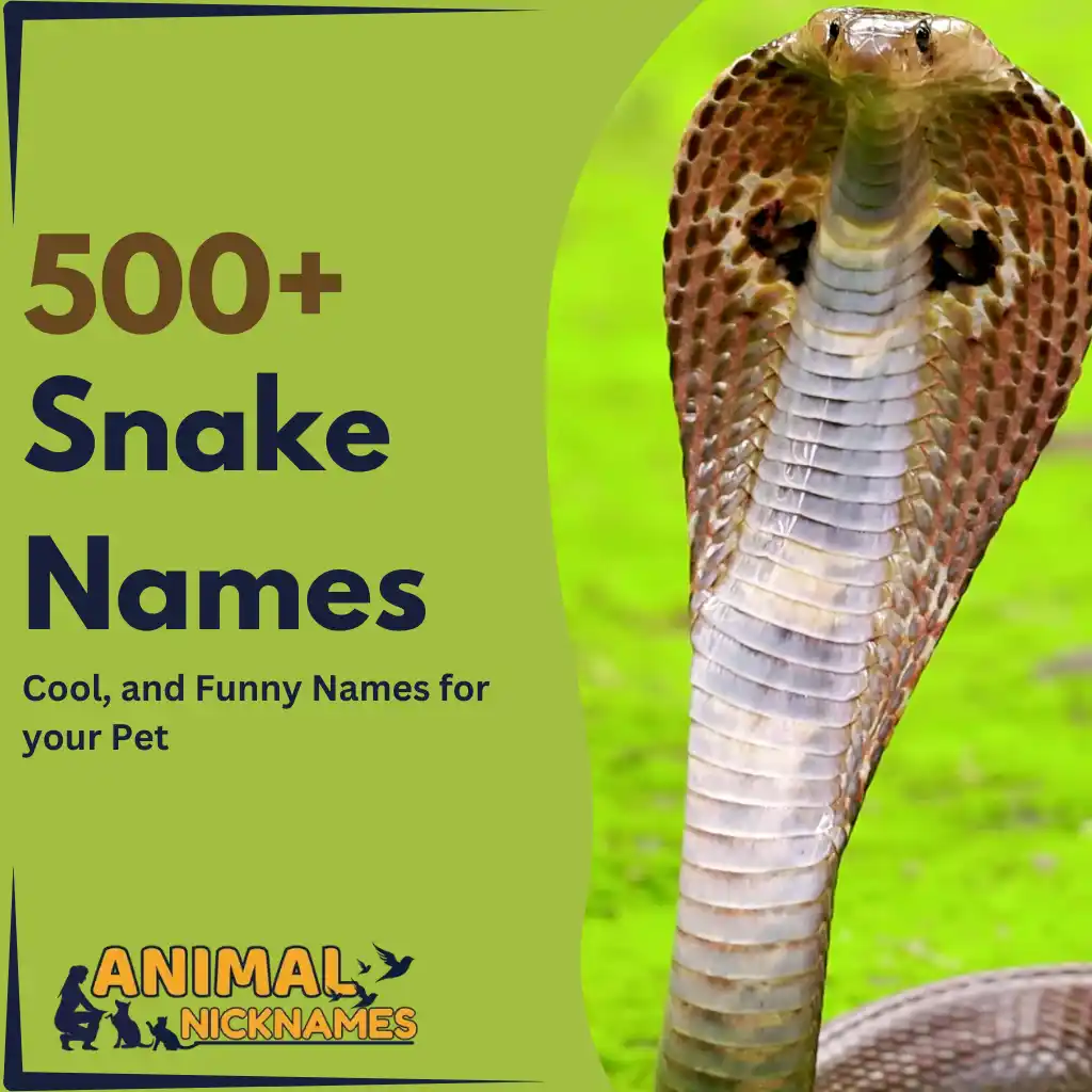 Top 500+ Cool and Funny Snake Names [Best Ideas]