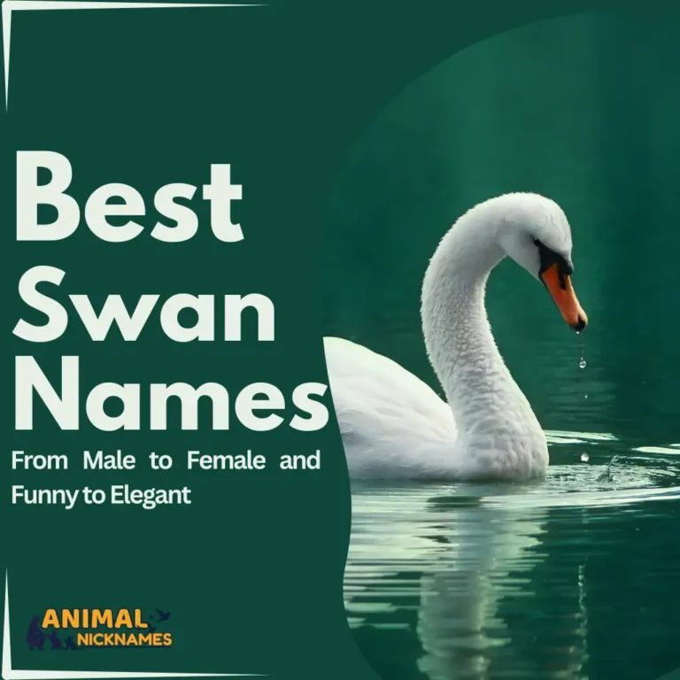 Swan Names_12_11zon