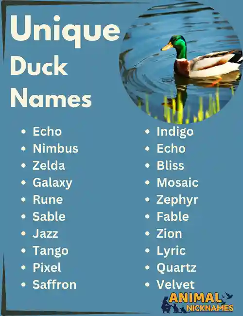 Unique Duck Names