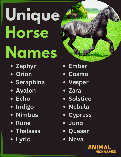 Unique Horse Name