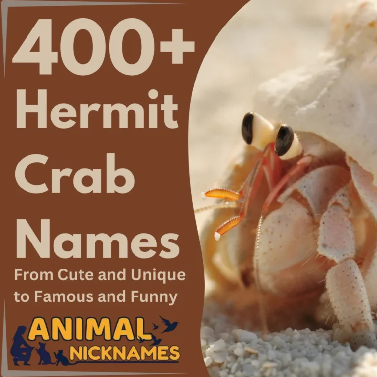 400+ Unique and Creative Hermit Crab Names for Your Coastal Companion