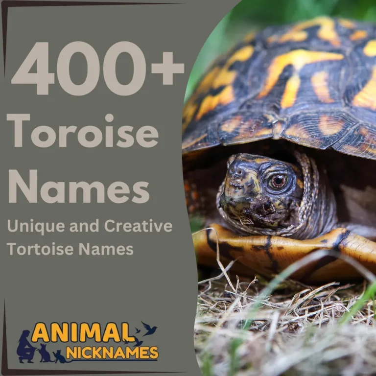 400+ Unique and Creative Tortoise Names Find the Perfect Name for Your Pet