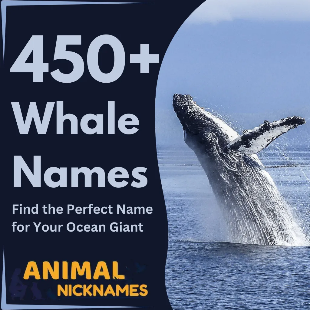 450+ Whale Names Find the Perfect Name for Your Ocean Giant