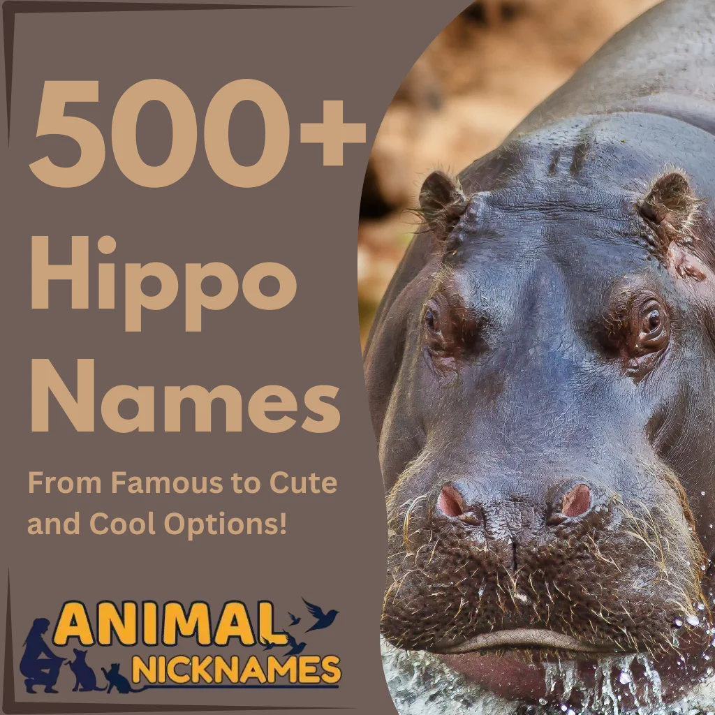 500+ Unique and Fun Hippo Names From Famous to Cute and Cool Options