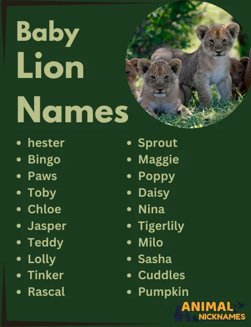 Baby Lion Names