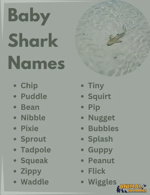 Baby Shark Names