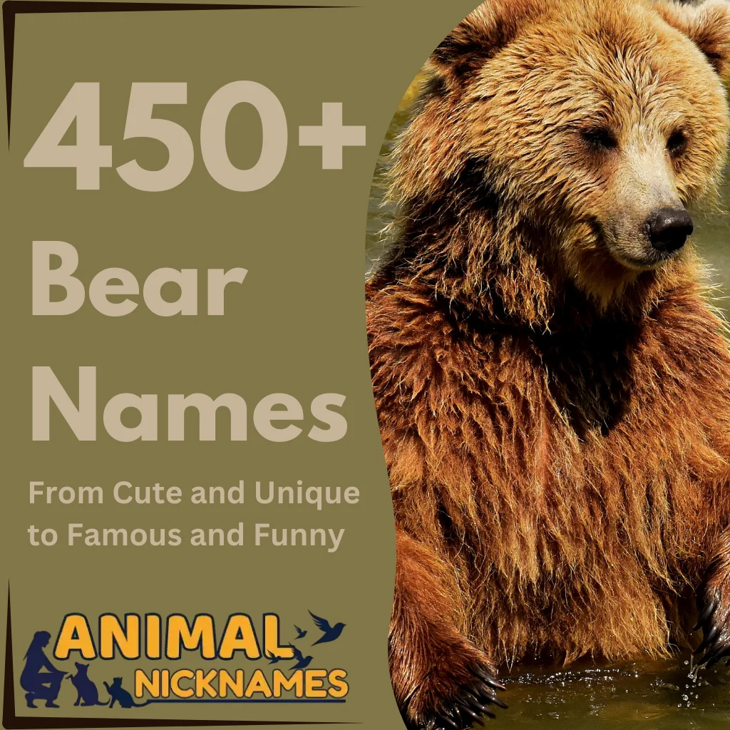 450+ Best Bear Names: From Cute and Unique to Funny