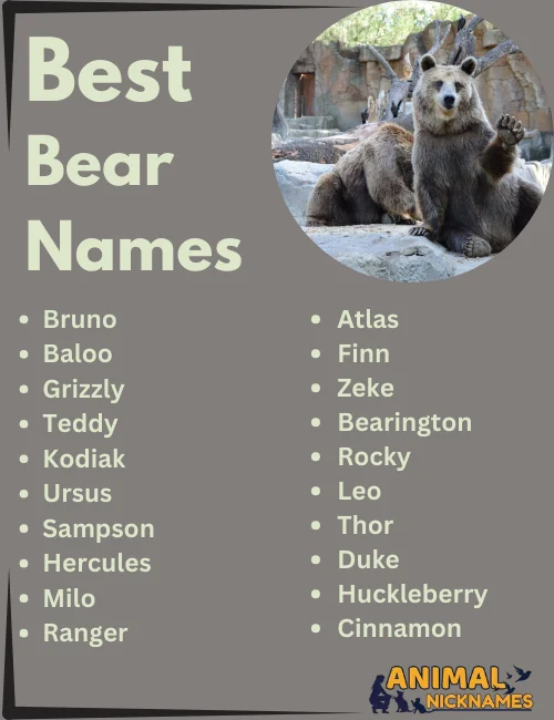 450+ Best Bear Names: From Cute and Unique to Funny