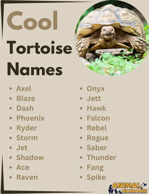 Cool Tortoise Names