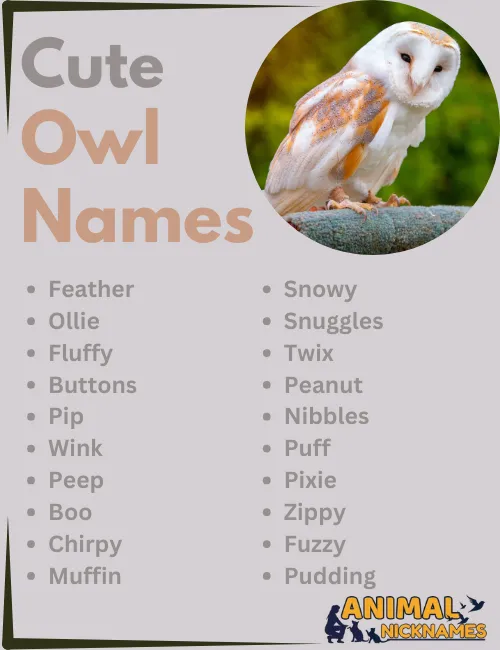 Cute Owl NAmes