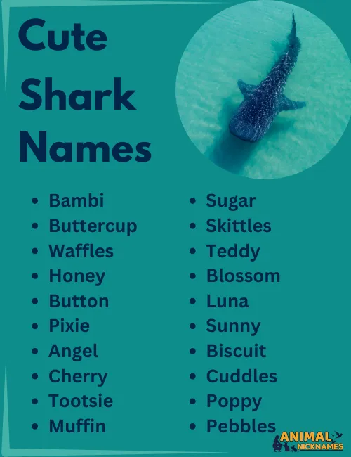 Cute Shark NAmes