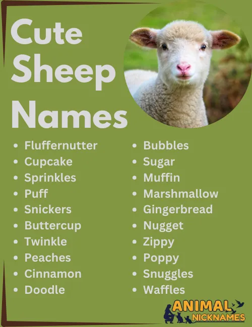 Cute Sheep Names