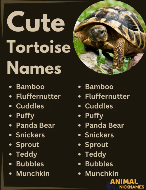 Cute Tortoise Names