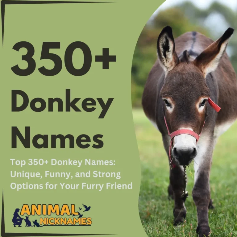 Donkey Names