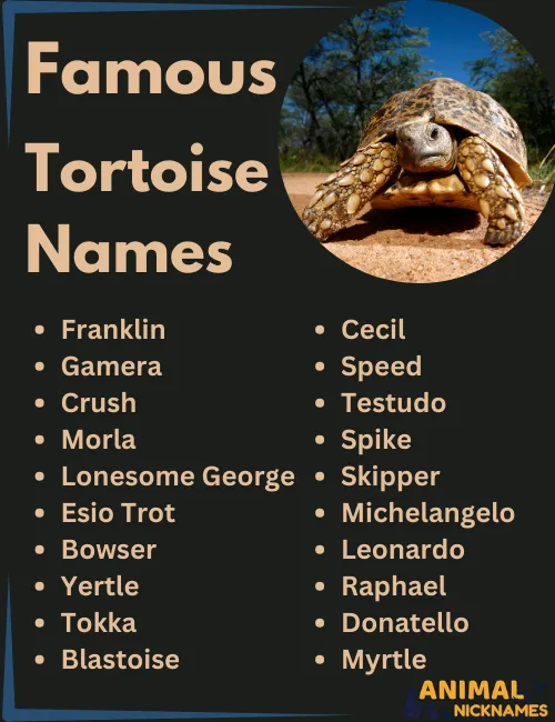 Famous Tortoise Names