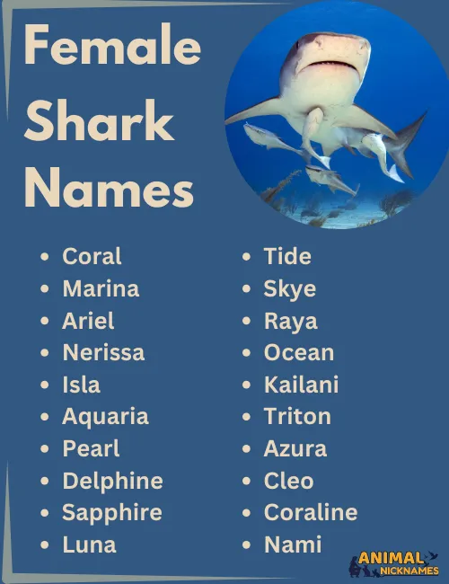 Female Shark Names