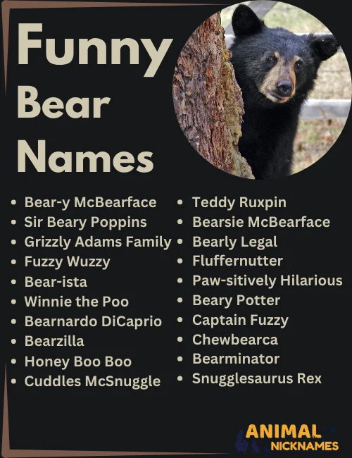 Funny Bear Names