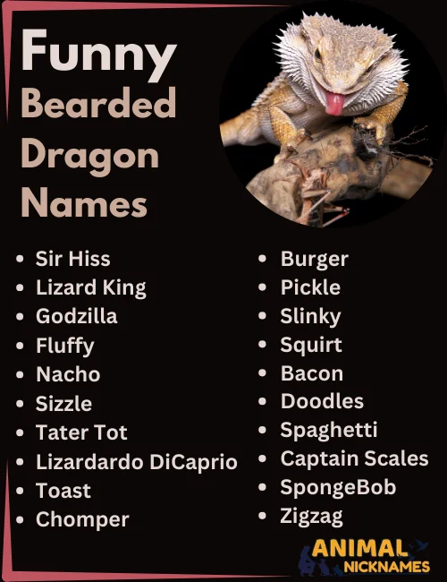 Funny Bearded Dragon Names