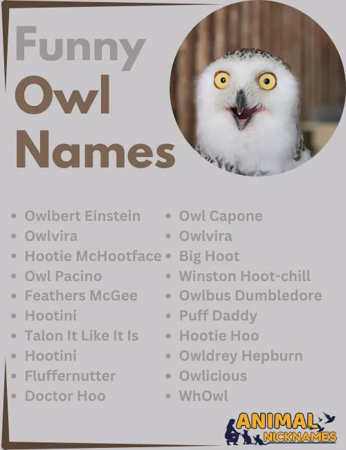 Funny Owl Names