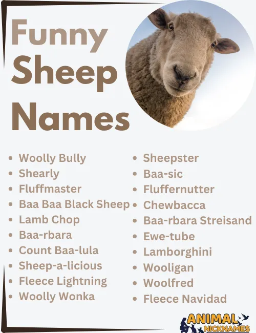 Funny Sheep Names