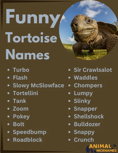 Funny Tortoise Names