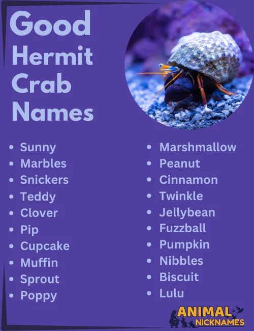 400+ Unique and Creative Hermit Crab Names