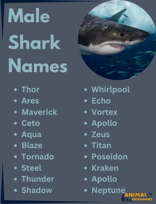 Male Shark NAmes