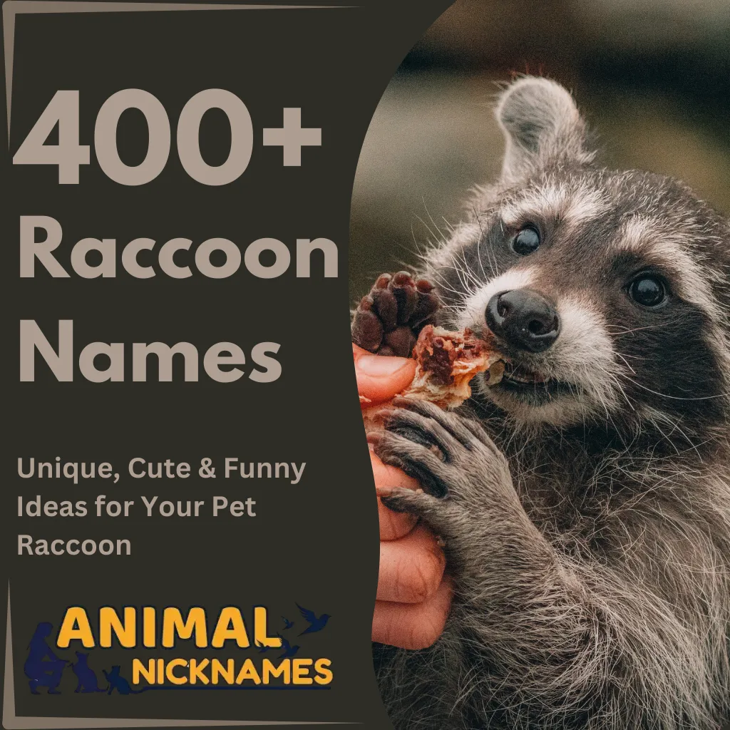 Raccoon Names