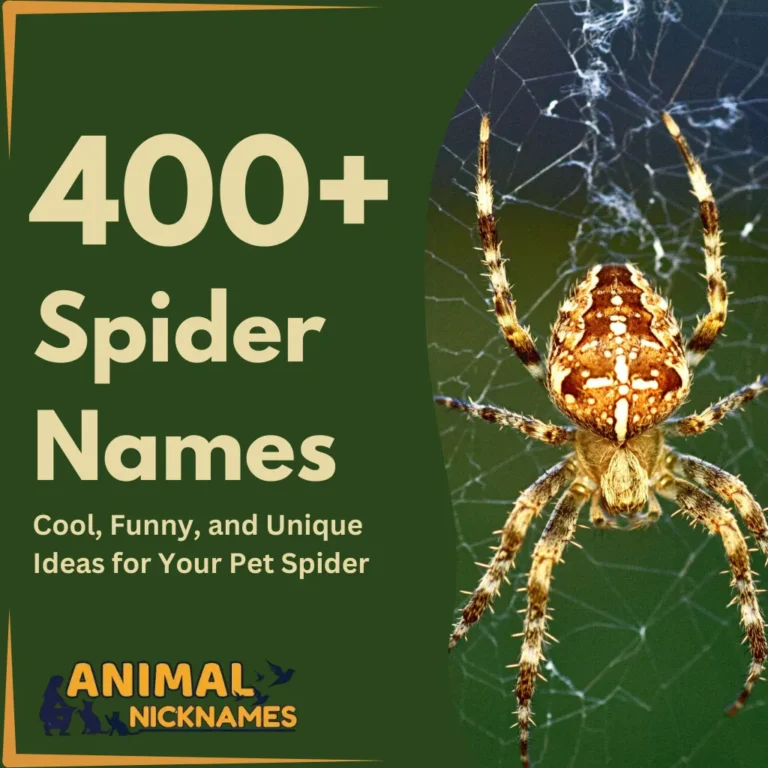 Spider Names